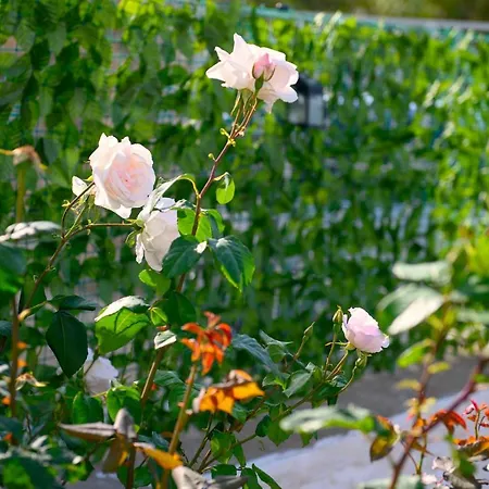 Verano * Panormos (Kalymnos)