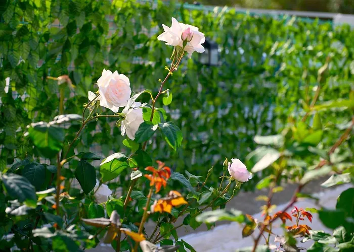 Verano * Panormos (Kalymnos)